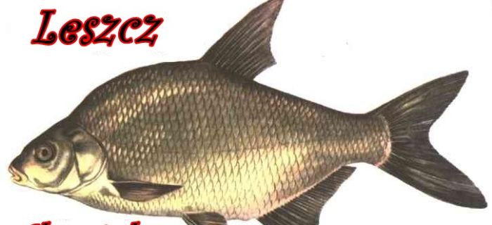 Duże Ryby cz.2 - Leszcz