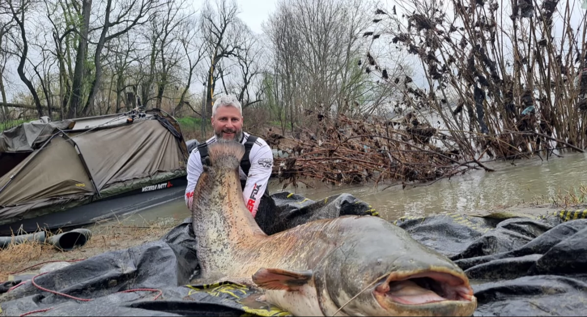 Gigantyczne sumy z Odry w Kędzierzynie-Koźlu!