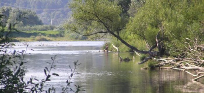 Rzeka Wisłoka w Brzostku