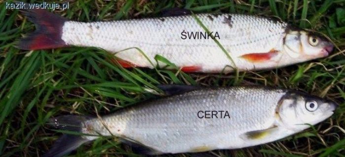 Czy certa, to świnka?