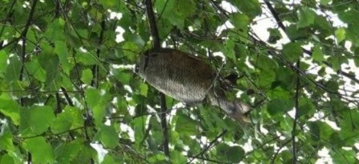 W Czechach ryby są nawet na drzewach
