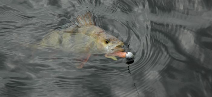 Składki PZW cd. – spławik, a spinning