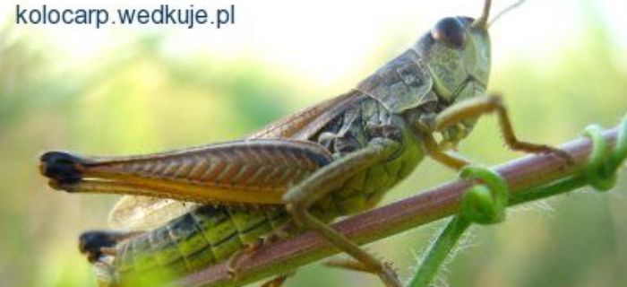 Konik polny - przynęta wędkarska