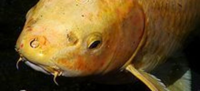 Karp Koi