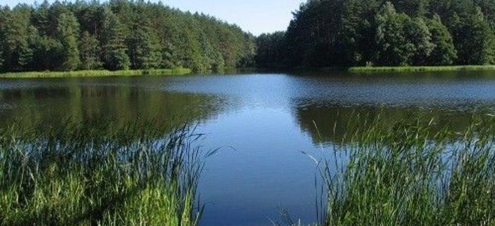 Zmierz się z rosnowskim karpiem