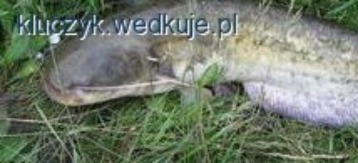 Sum na wątróbkę - jak założyć wątrobę na haczyk