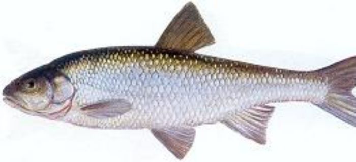 Jelec (Leuciscus leuciscus)