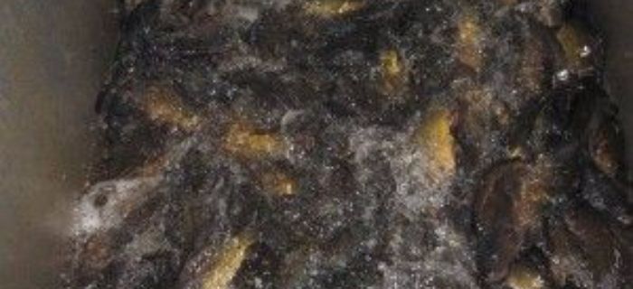 Zarybianie 02.09.2011