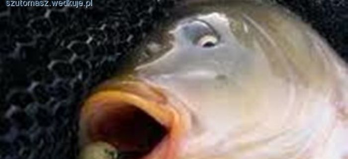 Naturalne przynęty włosowe