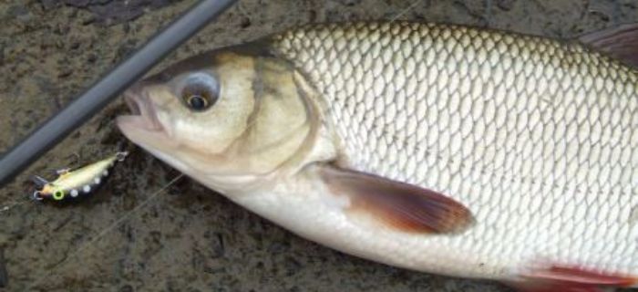 Kleń, jaź na spinning - jak odszukać łowisko