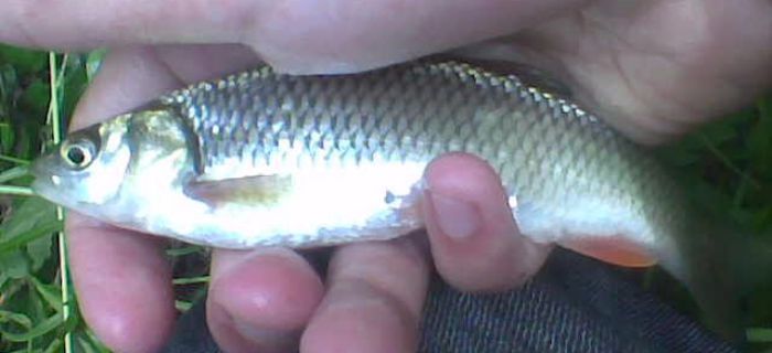 Kleń (Leuciscus cephalus)