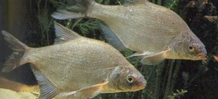 Leszcz (Abramis brama)