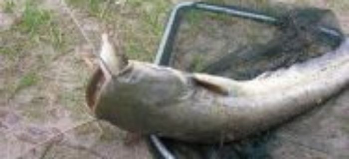 Sum - Silurus glanis
