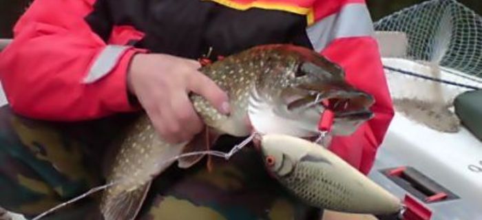 Apetyzer fishing - video