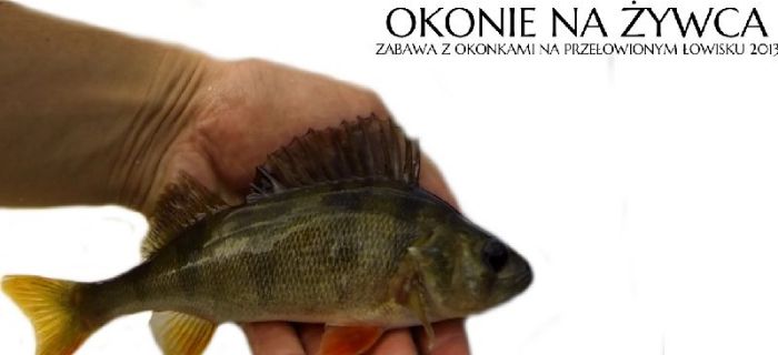 Okonie z przełowionego jeziorka na żywca