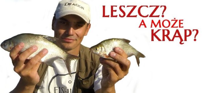 Jak odróżnić leszcza od krąpia