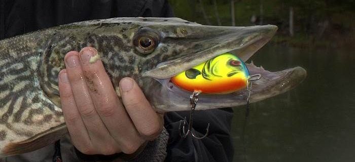 Jerki na szczupaka
