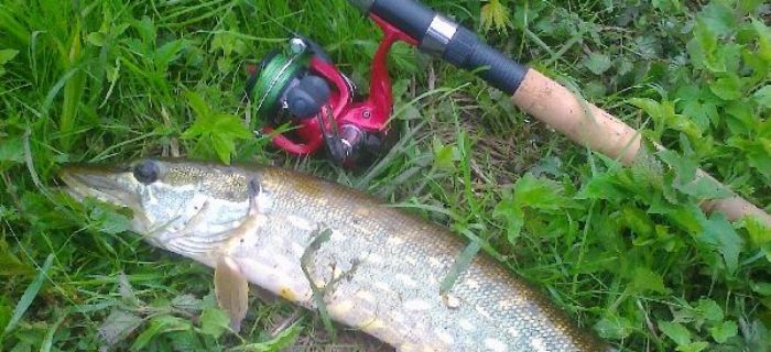 Kołowrotek Shimano Catana 3000SFC