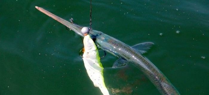 3D Herring Shads