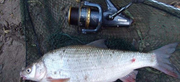 Dragon Manta Baitfeeder FR 740i - uniwersalny kołowrotek gruntowy