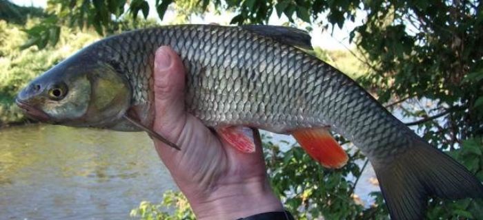 Zanęta Maxima jaź, kleń w podkarpackiej rzece