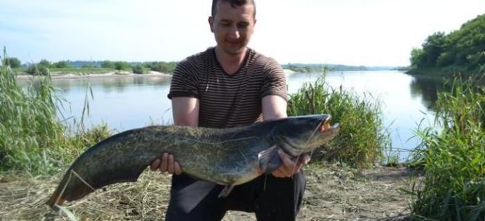 Wędka na suma - Tritium Catfish Live Bait