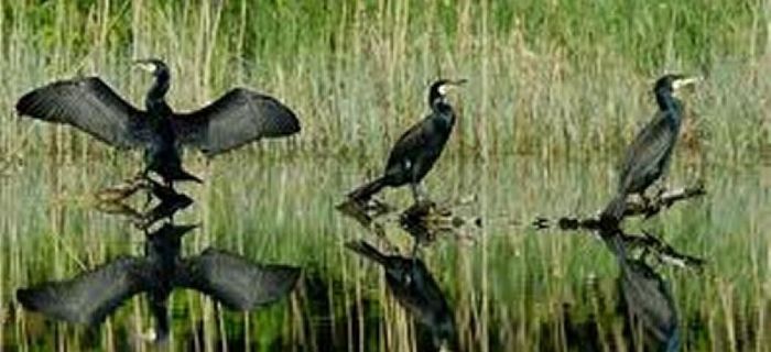Będą strzelać do Kormoranów