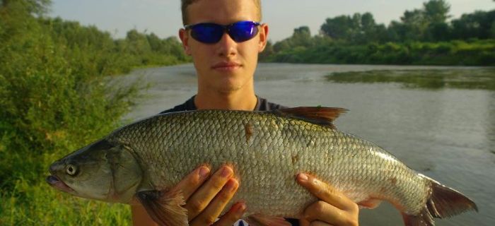 Wobler boleniowy Dorado