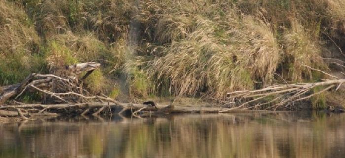 Wędkowanie na Bugu - odsłona druga