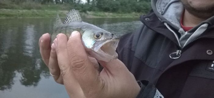 Spinning na kanale Gliwickim - jesienne przecieranie szlaków