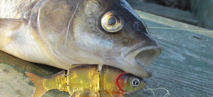 Medalowy jaź z Izumi Shad Alive