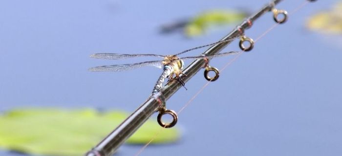 Fenomen feedera