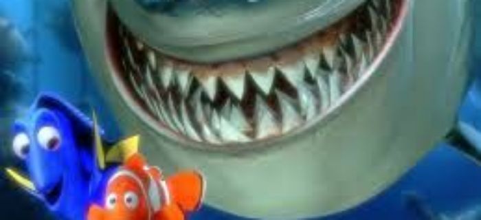 Zawody żywcowe a regulamin.