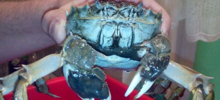 Krab wełnistoszczypcy(wełnistoręki) w jeziorze Szczytno Duże