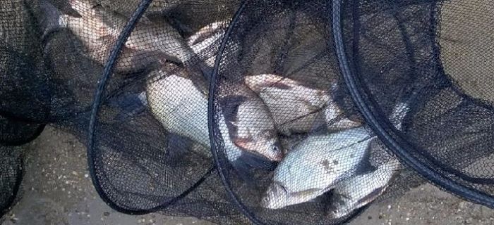 Zasiadka feederowa na Zalewie Rybnickim - pierwszy dzień wiosny