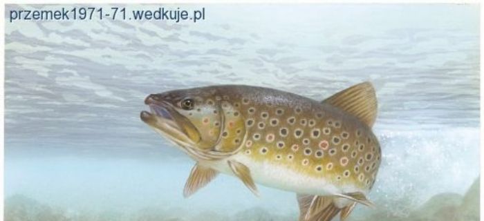 XVIII TOWARZYSKIE ZAWODY SPINNINGOWE 