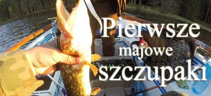 Pierwsze majowe szczupaki