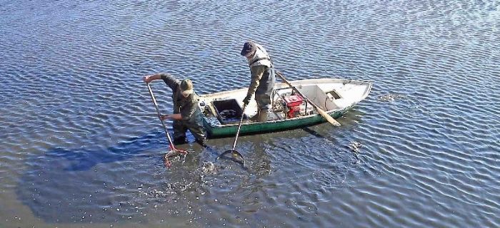 Do góry płetwami-brak ryb w łowiskach PZW