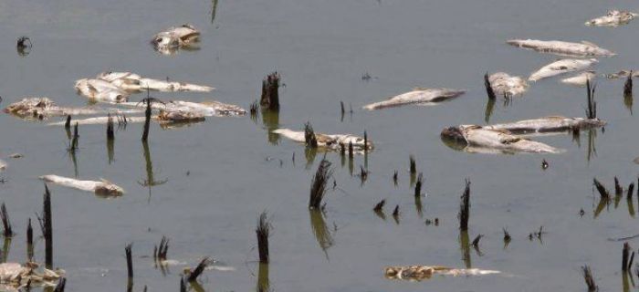 PZW Radom - opinia