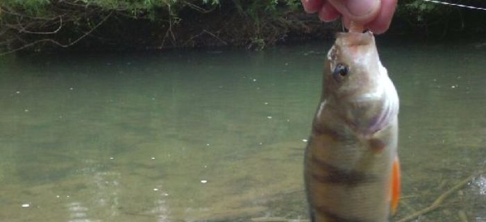 Wędkarska środowa niespodzianka
