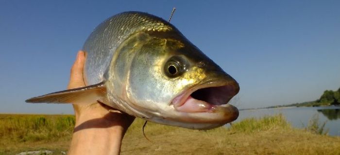 Ryba Aspius aspius, czyli Rapa czyli Boleń 