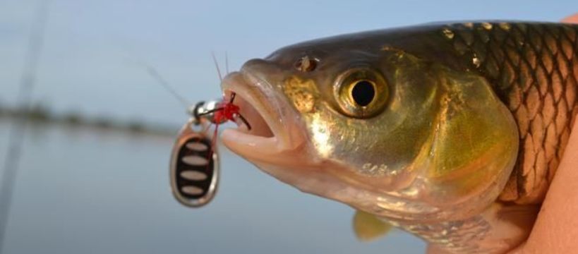 Kinetik Perch Jig - zabawa w lekki spinning