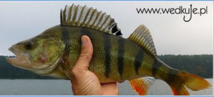 Nowy RAPR - likwidowany prorodzinny przepis