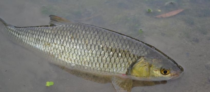 Zabawa z lekkim spinem na wiślanych klatkach