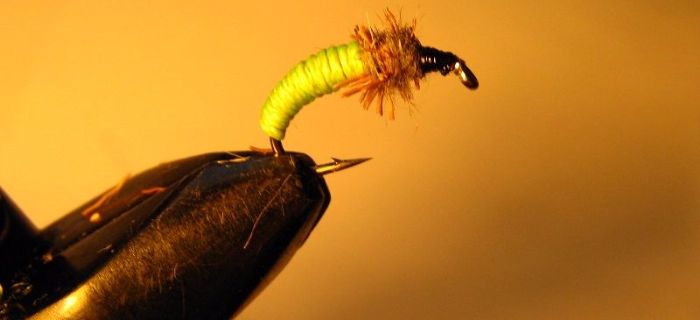 Hydropsyche z podkładu do sznura muchowego
