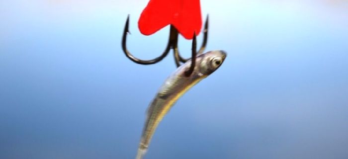 No kill, catch and release - kim jestem?