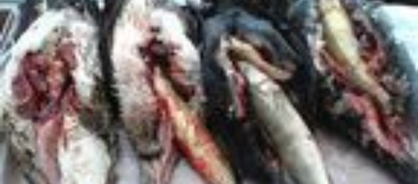 Kormorany.Zadziwiające jak się ktoś uparł na dalsze HOŁUBIENIE tego ptaszyskaE