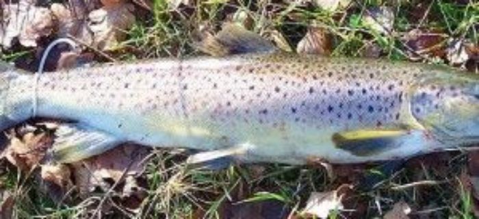 Troć 2016 Koła PZW Big Fish Szczecin
