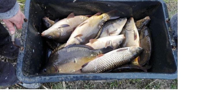Staw nr 1 (duży) zamknięty po zarybieniu.