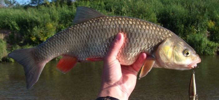 Kleń na ciężko
